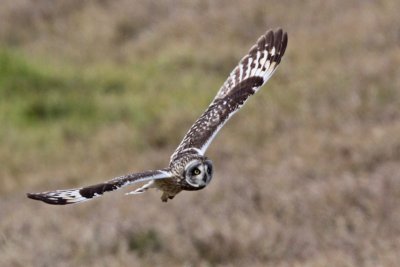 Pueo (Hawaiian Owl)