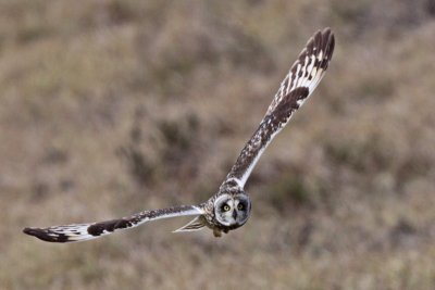 Pueo (Hawaiian Owl)