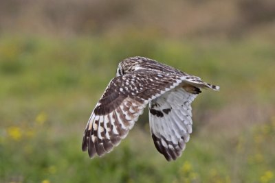 Pueo (Hawaiian Owl)