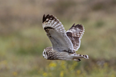 Pueo (Hawaiian Owl)