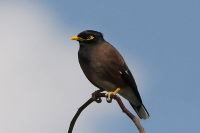 Common Myna