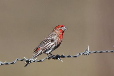 House Finch