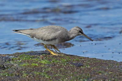 `Ulili (Wandering Tattler)