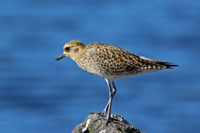 Kolea (Pacific Golden-Plover)