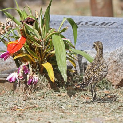 Pacific Golden-Plover at Grave