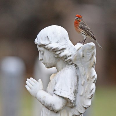 House Finch with Angel