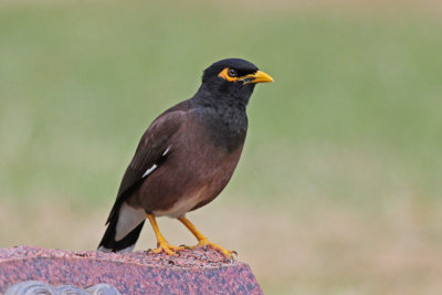 Common Myna