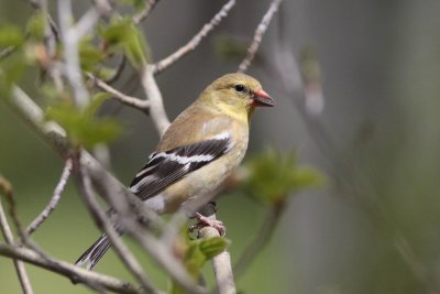 American Goldfinch