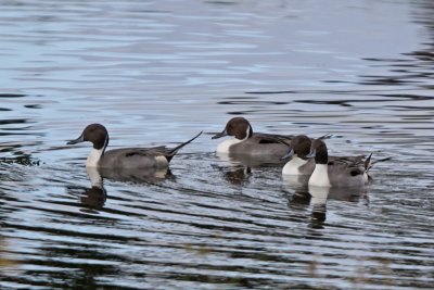 Koloa mapu (Northern Pintail)