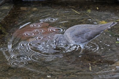 `Ulili (Wandering Tattler) making circles.