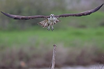 Osprey