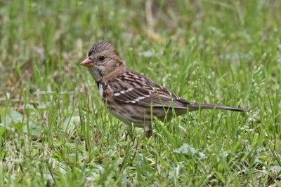 Harris's Sparrow