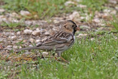 Harris's Sparrow