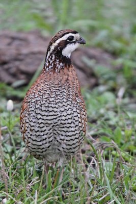 Northern Bobwhite