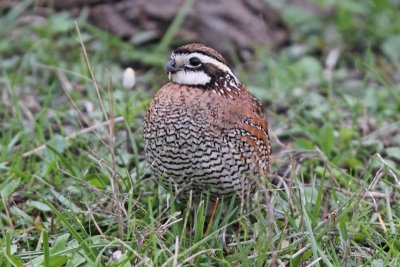 Northern Bobwhite