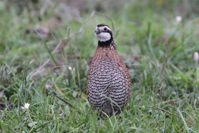 Northern Bobwhite