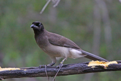 Brown Jay