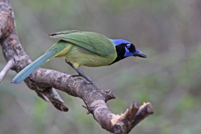 Green Jay