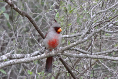 Pyrrhuloxia