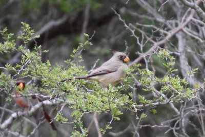 Pyrrhuloxia