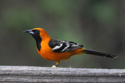 Hooded Oriole