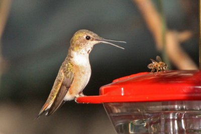 Broad-tailed Hummingbird with bee