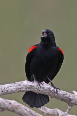 Red-winged Blackbird