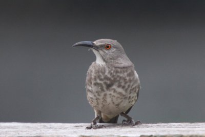 Curve-billed Thrasher