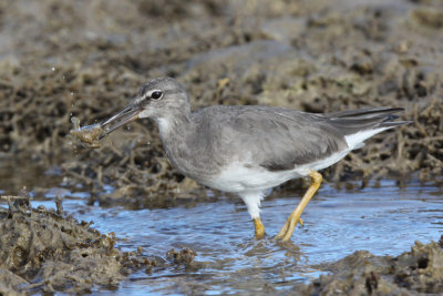 `Ulili (Wandering Tattler) with crab