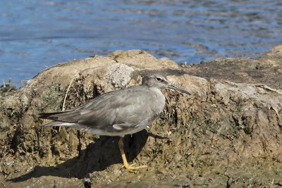 `Ulili (Wandering Tattler)