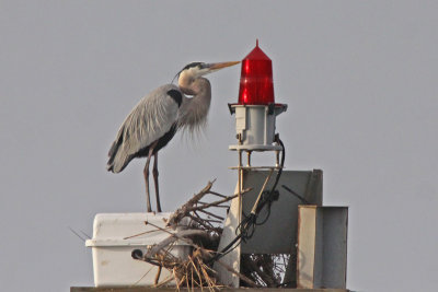 Great Blue Heron