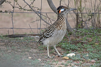 Greater Roadrunner