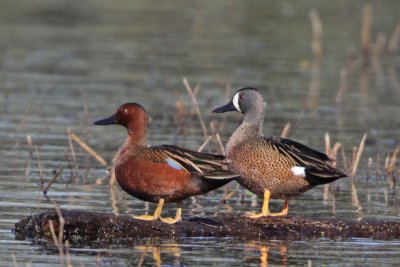 Cinnamon and Blue-winged Teal