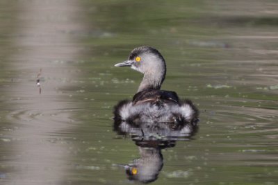 Least Grebe