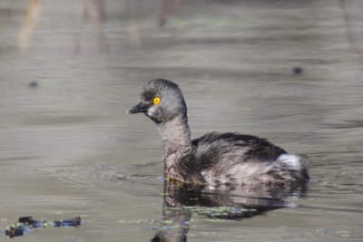 Least Grebe