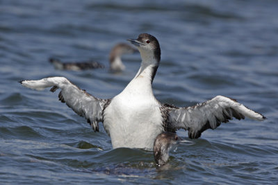 Common Loon