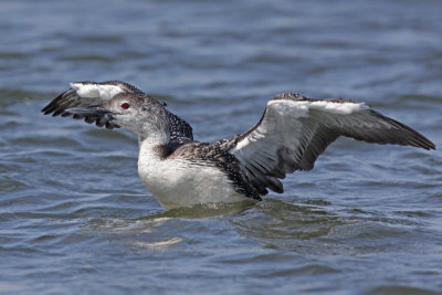 Common Loon