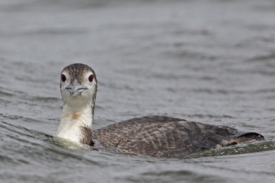 Common Loon