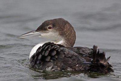 Common Loon