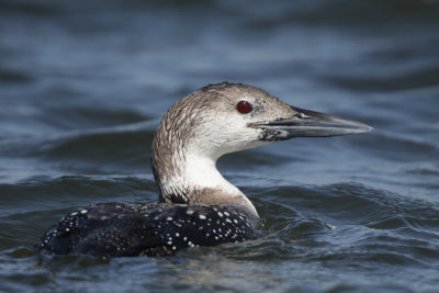 Common Loon