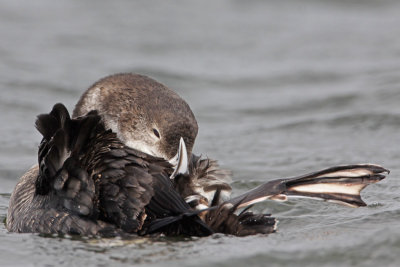 Common Loon