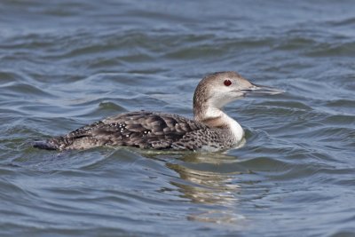 Common Loon