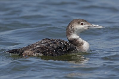 Common Loon