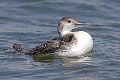 Common Loon