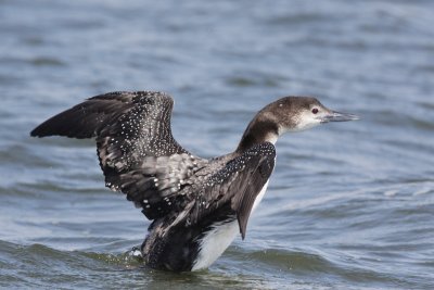 Common Loon