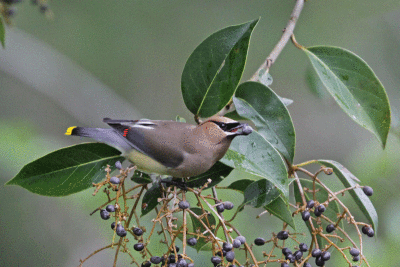 Cedar Waxwing