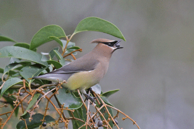 Cedar Waxwing