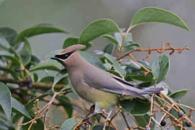 Cedar Waxwing