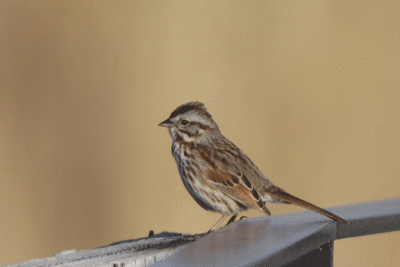 Song Sparrow (UT)