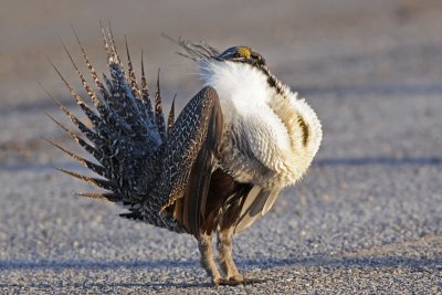 Greater Sage-Grouse 12
